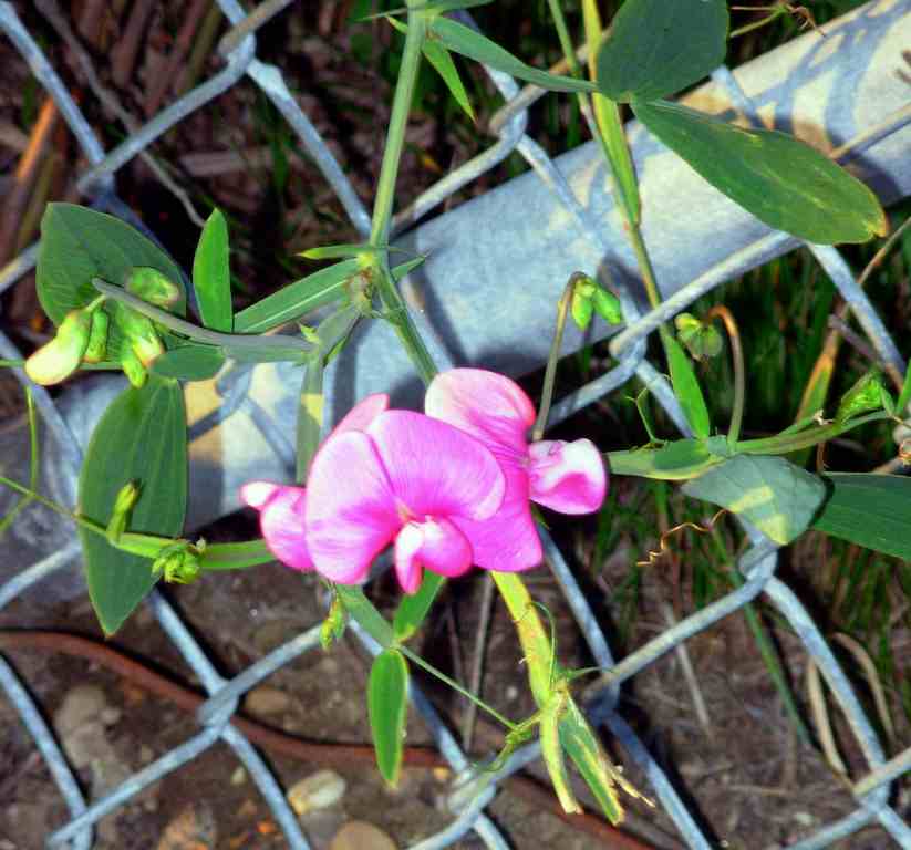 flower amongst the fence
