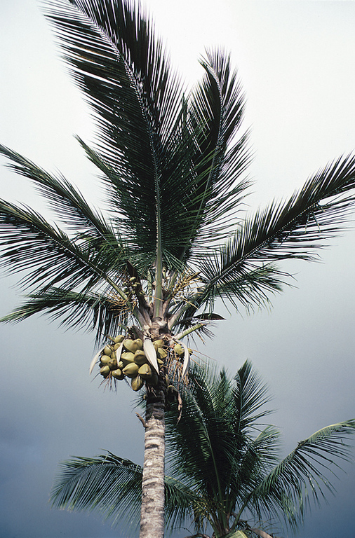 coconut tree
